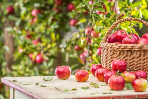 Fresh ripe red apples in wooden basket on garden table