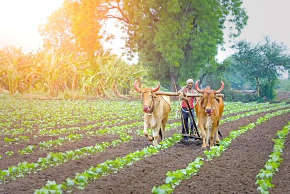 Yoked Oxen Working in Field